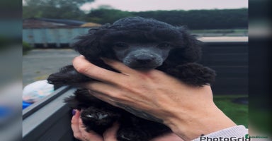 Miniature Poodle dogs - Advert 5