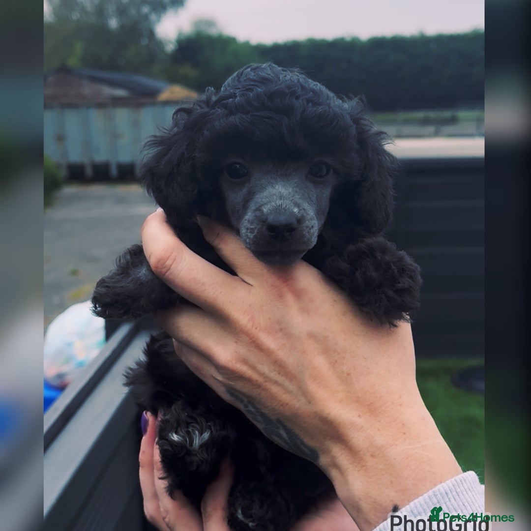 Miniature Poodle dogs for sale: Last one Silver mini poodles  - Advert 15