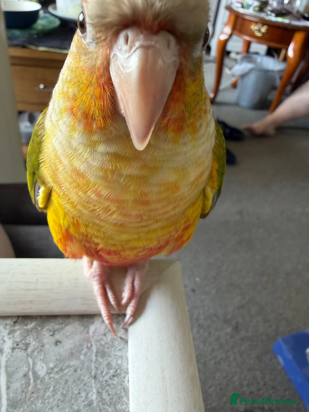 Conures birds for sale: Pineapple conure for sale  - Advert 6
