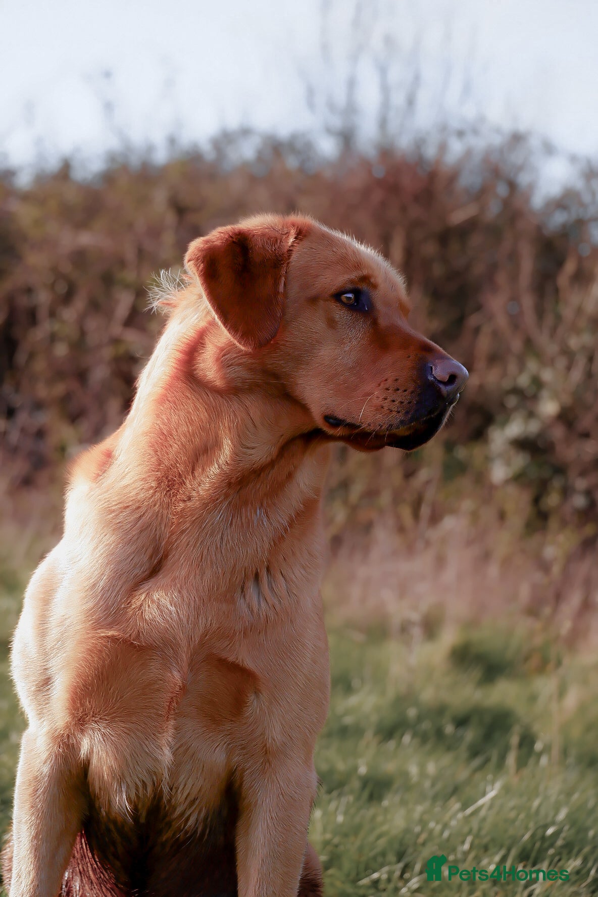 Labrador Retriever dogs PROVEN KC Fox Red Health Tested Labrador Stud Dog - Advert 12