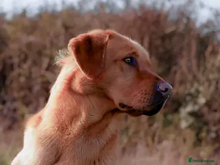 Labrador Retriever dogs PROVEN KC Fox Red Health Tested Labrador Stud Dog - Advert 12