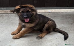 German Shepherd dogs for sale: ⭐️Quality KC Reg Long Coat German Shepherd Pups⭐️  - Image 24