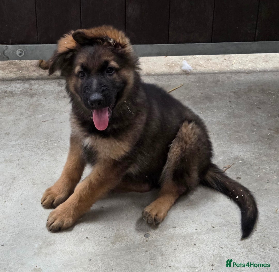German Shepherd dogs for sale: ⭐️Quality KC Reg Long Coat German Shepherd Pups⭐️  - Image 24