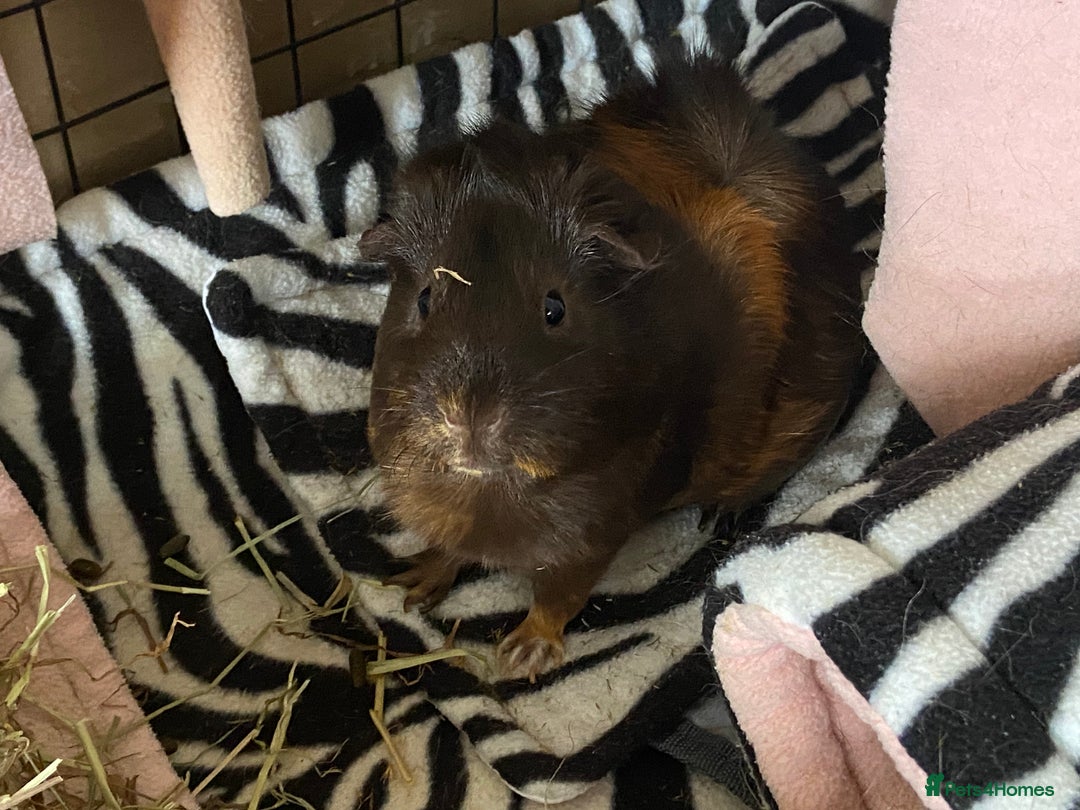 Guinea Pig rodents for sale: 2 female Guinea pigs - Image 7