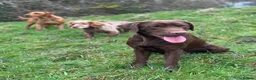 Labrador Retriever dogs for stud: Handsome fully health tested Chocolate labrador - Advert 9