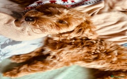 Maltipoo dogs for sale: 2 year old Girl Maltipoo  - Image 11