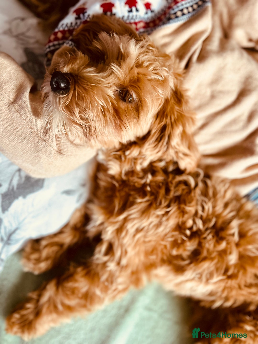 Maltipoo dogs for sale: 2 year old Girl Maltipoo  - Image 11