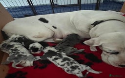 Great Dane dogs for sale: Purebred Great Dane Puppies – European Bloodline  - Image 13