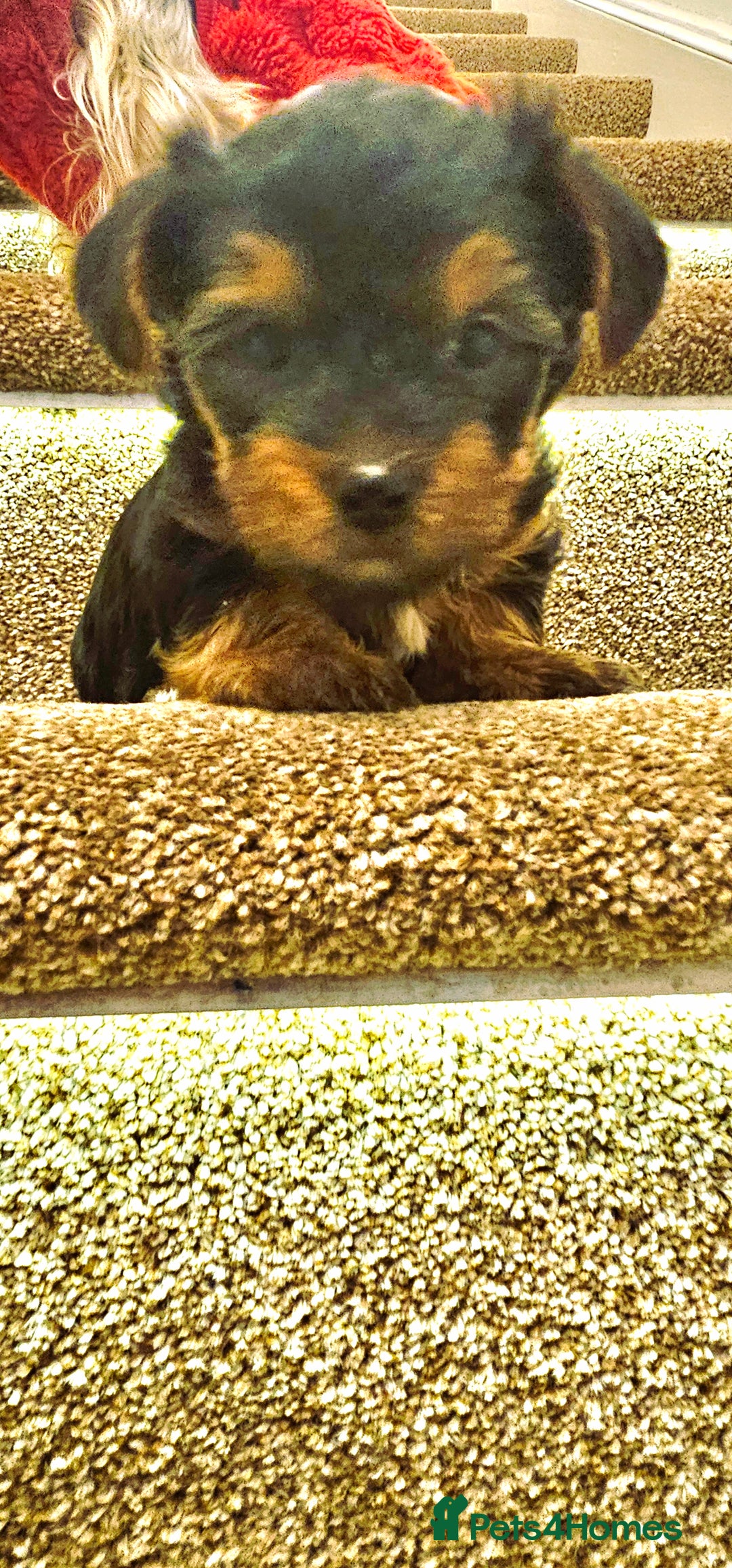 Yorkshire Terrier dogs for sale: Yorkshire Terrier puppies - Advert 18