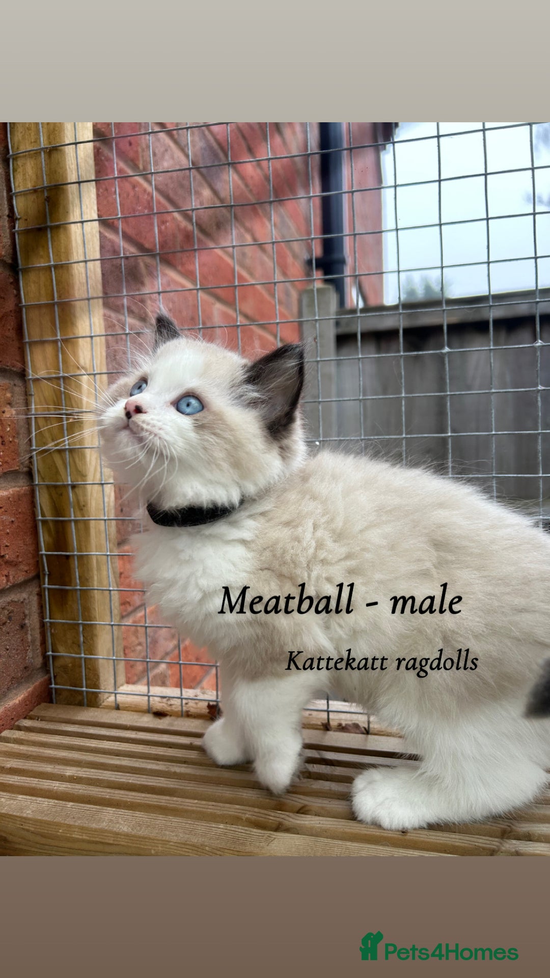 Ragdoll cats for sale: Stunning colours. fluffy TICA reg babies** - Advert 1