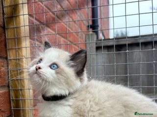 Ragdoll cats Stunning colours. fluffy TICA reg babies** - Advert 1