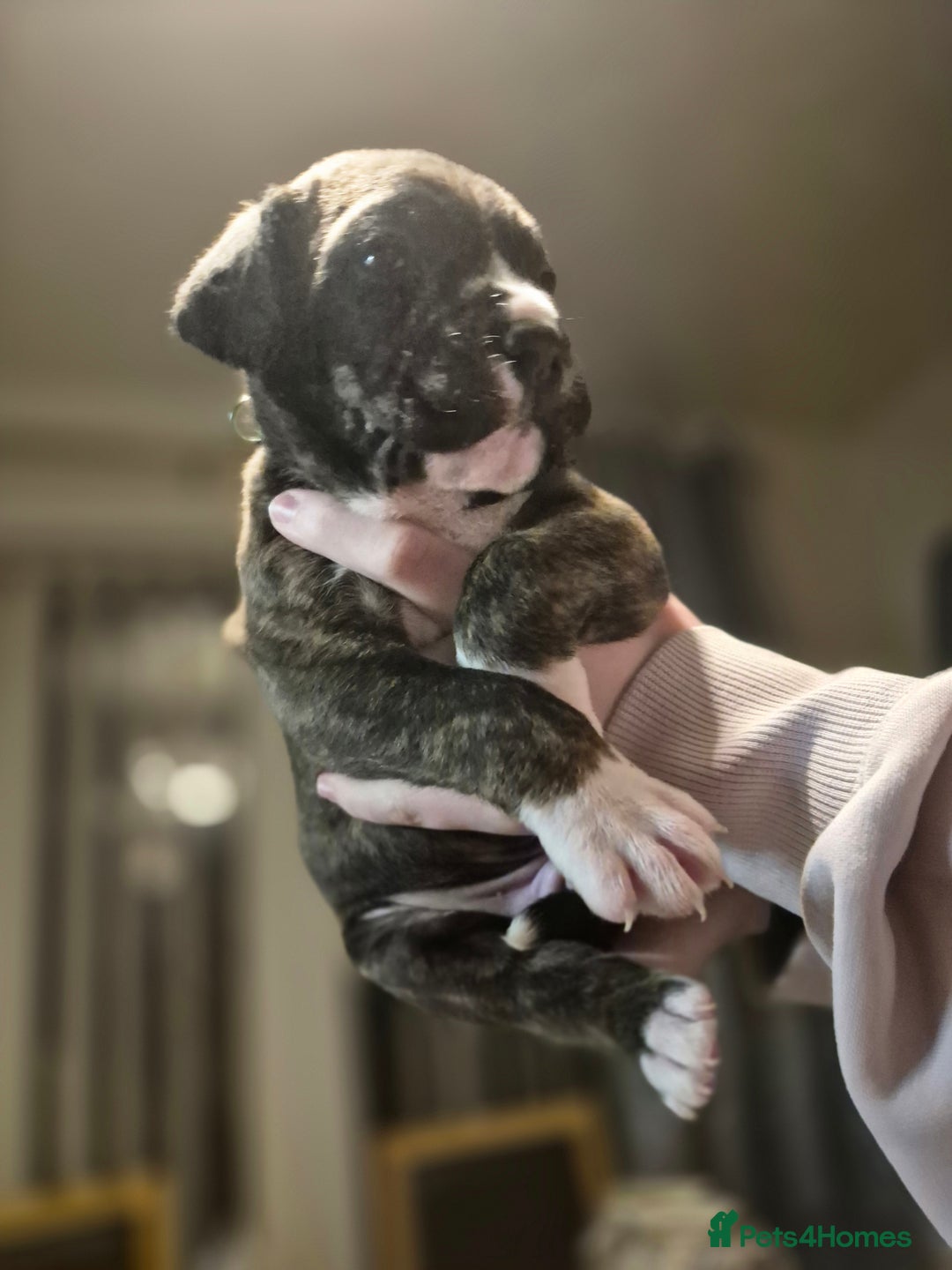 Cane Corso dogs for sale: Mum (3/4 cane corse) Dad (Full Cane corso)KANO - Advert 10