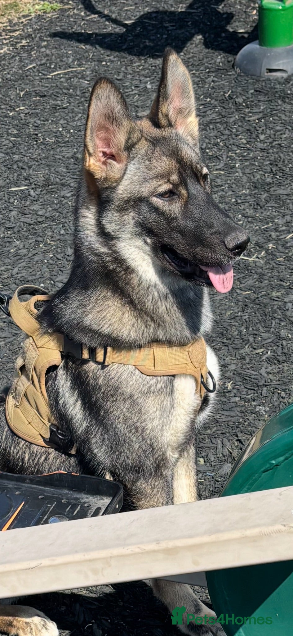 Mixed Breed dogs German shepherd x Caucasian shepherd  - Advert 2