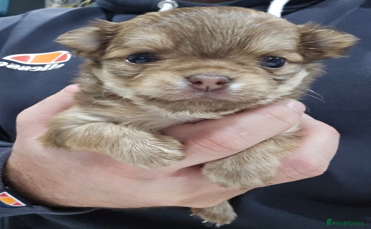 Chihuahua dogs Long hair tri chocolate apple head chihuahuas   - Advert 1