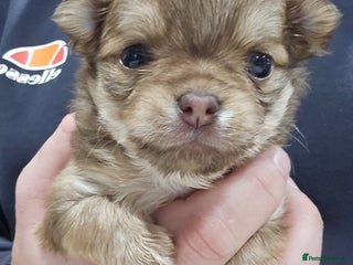 Chihuahua dogs Long hair tri chocolate apple head chihuahuas - Advert 3