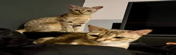 Savannah cats for sale: Special F2 Savannah Girl Seeking Forever Love ❤ - Advert 7