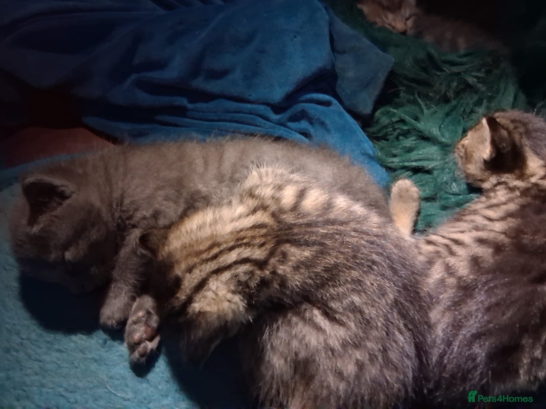 Mixed Breed cats for sale: ⭐️⭐️Stunning Russian Blue X Bengal Kittens ⭐️⭐️⭐️ - Advert 29