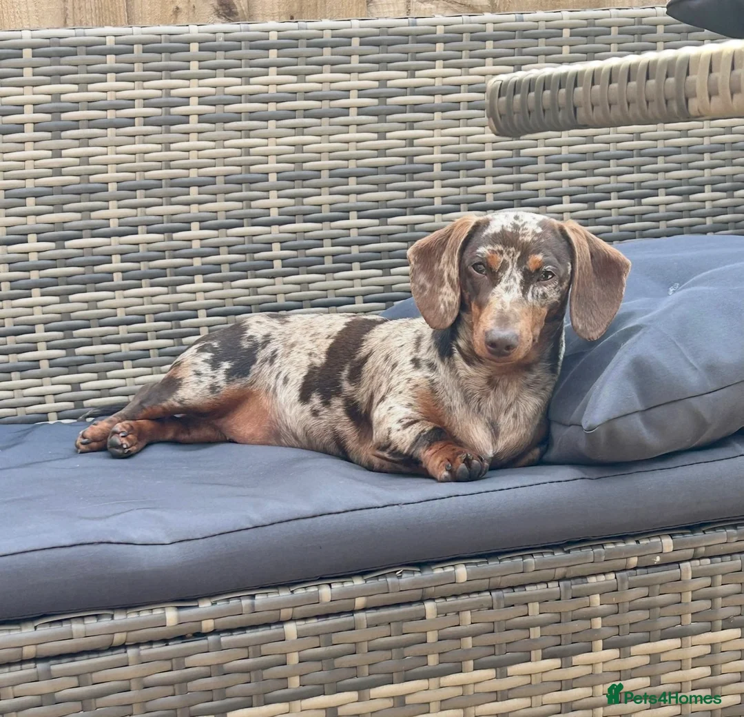 Miniature Dachshund dogs for sale: Minature Dachshunds  in Bolton - Advert 1