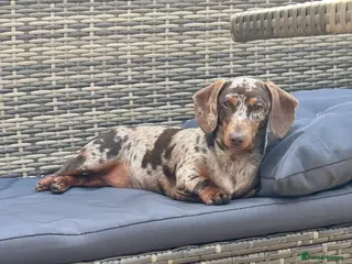 Miniature Dachshund dogs Minature Dachshunds - Advert 1