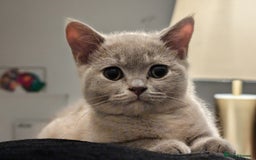 British Shorthair cats for sale: British Short hair Kittens - Image 8