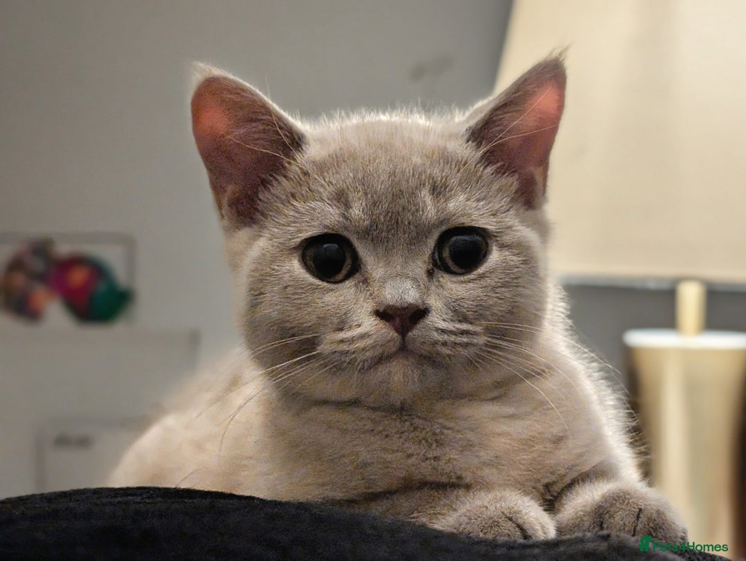 British Shorthair cats for sale: British Short hair Kittens - Image 8