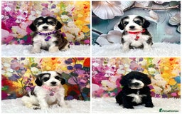 Cockapoo dogs for sale: ⭐️Rare Silver Phantom DNA CLEAR Mini F1 Cockapoos - Image 1
