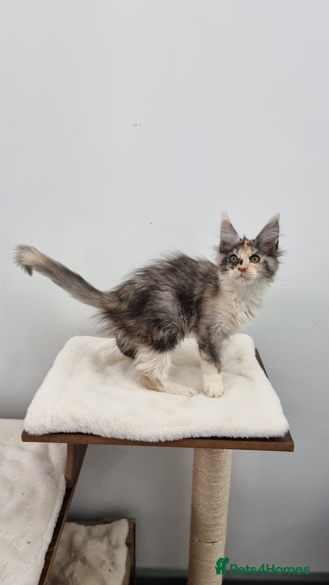 Maine Coon cats for sale: Pedigree Maine Coon Kittens GCCF REGISTERED  - Advert 38