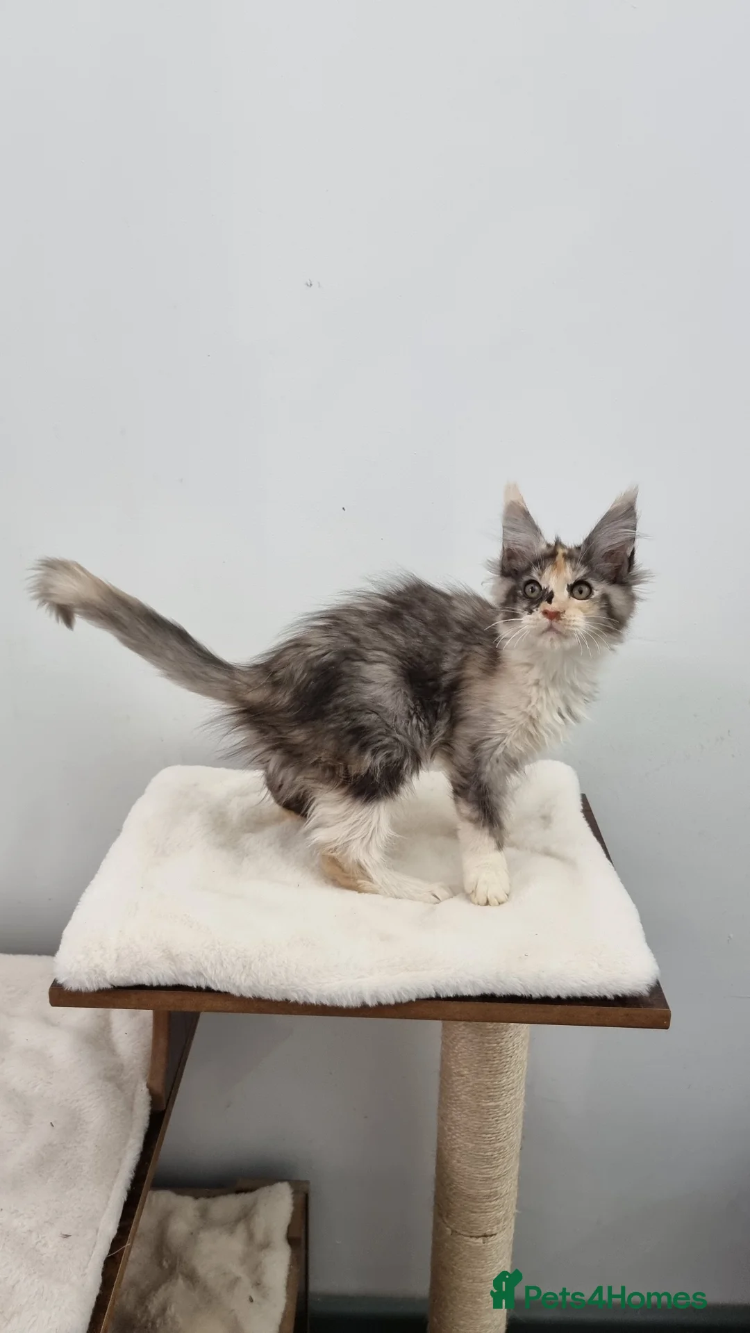 Maine Coon cats for sale: Pedigree Maine Coon Kittens GCCF REGISTERED  - Advert 39