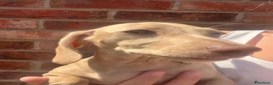 Miniature Dachshund 3