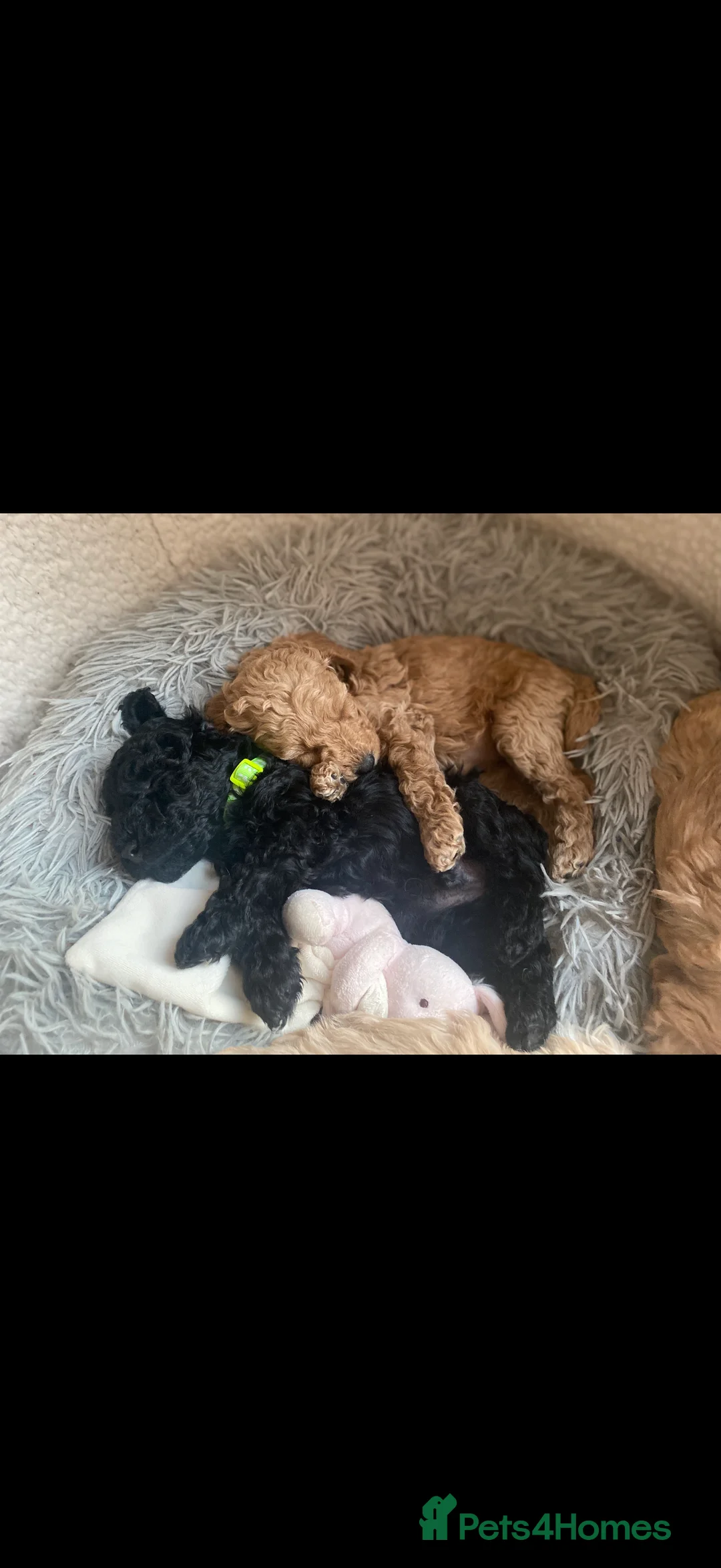 Australian Labradoodle dogs for sale: Multi gen miniature Australian labradoodle 🩷 - Advert 17