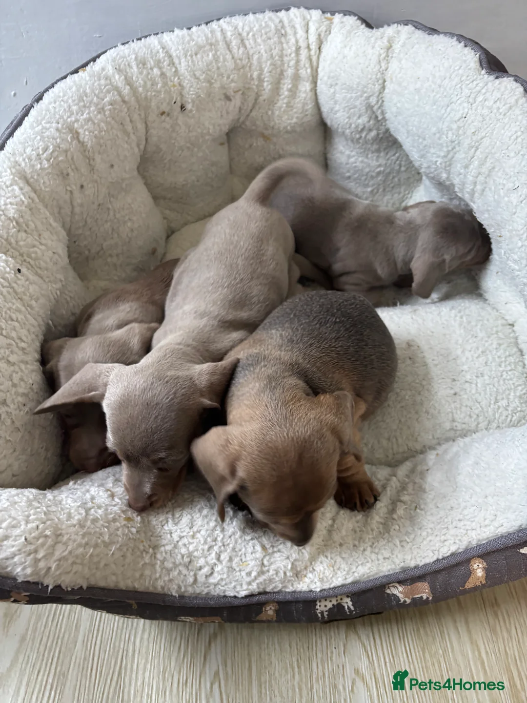 Dachshund dogs for sale: 4 beautiful Isabella and tan puppy’s  - Advert 22