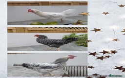 Chickens poultry for sale: 3 x Cockerels  - Image 1