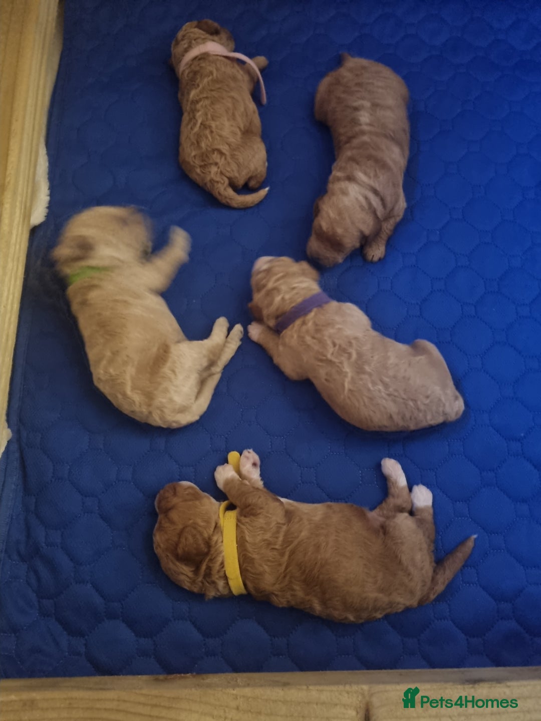 Miniature Poodle dogs for sale: Championline Miniature Poodle exceptional puppy. - Advert 14