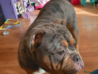 English Bulldog dogs English bull dog - Advert 13