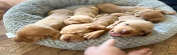 Hungarian Vizsla dogs for sale: Crufts Best in Show & Elite working Bloodlines - Advert 20