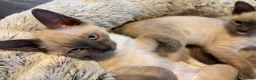Tonkinese cats for sale: Superb Tonkdoll kittens - Advert 9