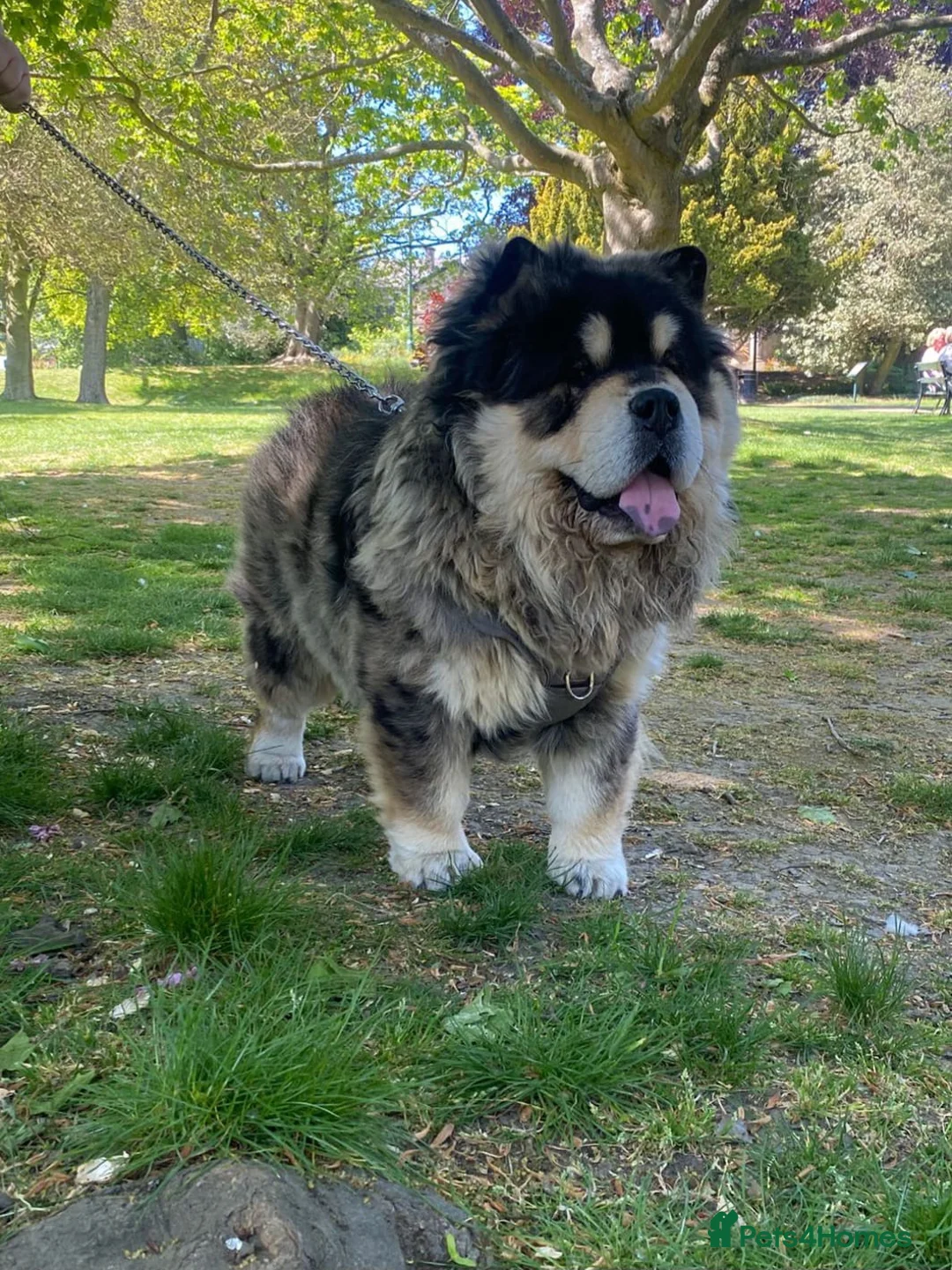 Chow Chow dogs for sale: Unique Merle Tan Chow Chow - Advert 6