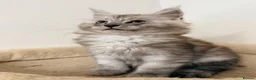 Maine Coon cats for sale: Maine coon boys and girls available now  - Advert 3