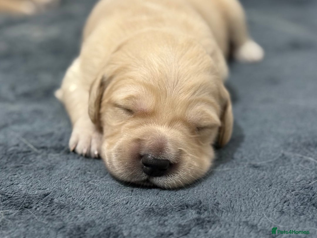 Golden Retriever dogs for sale: KC Golden Retriever Puppies - The Stranger Gang  - Advert 24