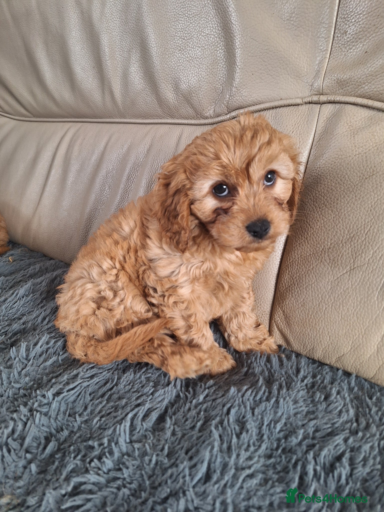 Cavapoo dogs F1 CAVAPOO PUPPIES READY NOW - Advert 17
