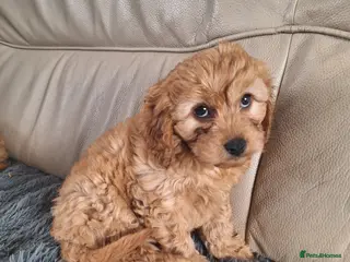 Cavapoo dogs F1 CAVAPOO PUPPIES READY NOW - Advert 17