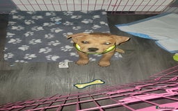 Mixed Breed dogs for sale: American bullweiler  - Image 5