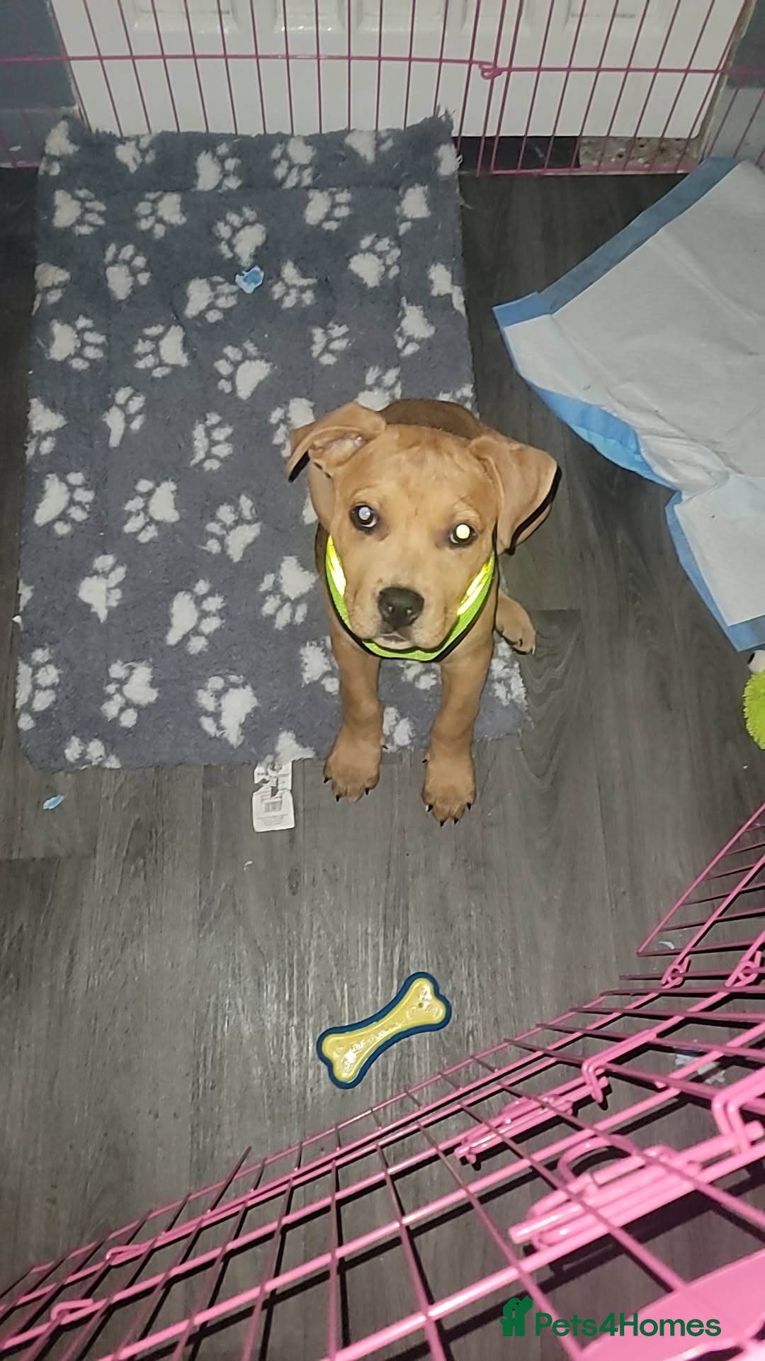 Mixed Breed dogs for sale: American bullweiler  - Image 5
