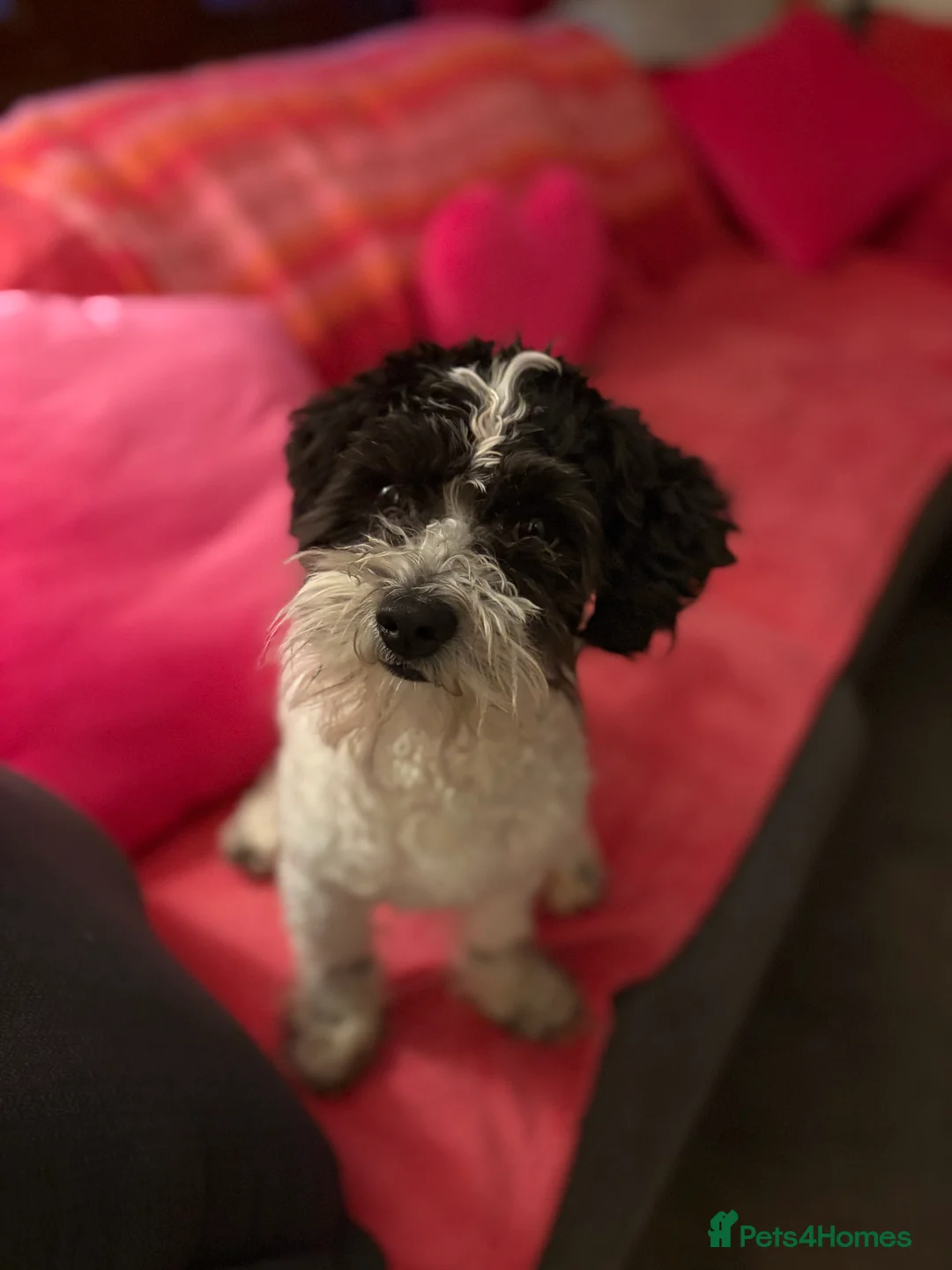 Poochon dogs for sale: Spot. in Musselburgh - Advert 2