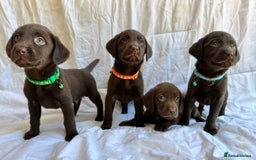 Labrador Retriever dogs for sale: Chocolate Labrador puppies  - Advert 5