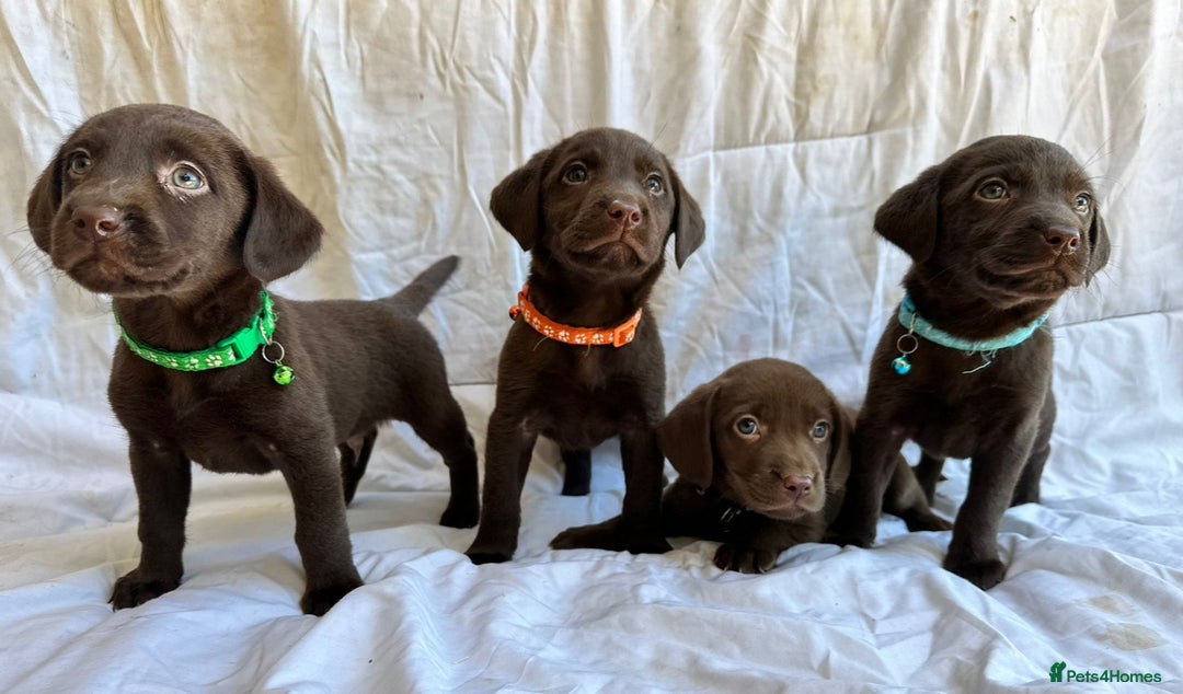Labrador Retriever dogs for sale: Chocolate Labrador puppies  - Advert 5