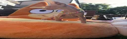 Sphynx cats for sale: Beautiful Sphynx Kittens Available  in Willenhall - Advert 5