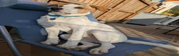 Mixed Breed dogs for adoption: Milo Is a 9 month old pointer cross in Cheltenham - Advert 6