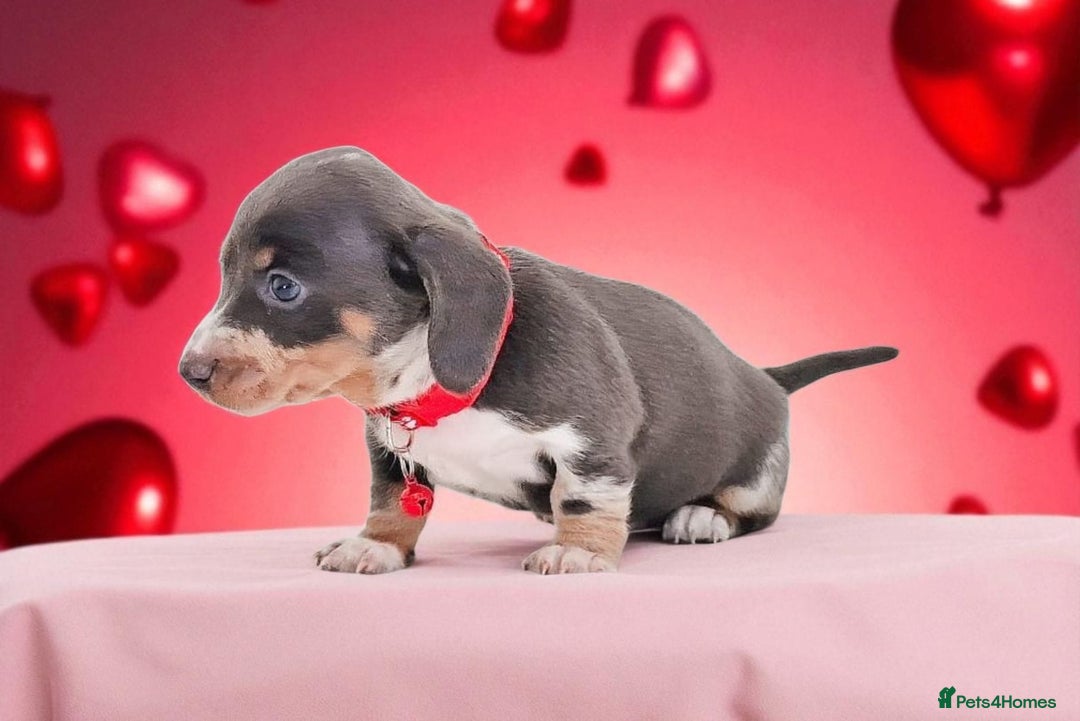 Dachshund dogs for sale: BLUE DAPPLE FEMALE AVAILABLE  - Image 8