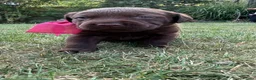 Labrador Retriever dogs for sale: Wonderful KC Chocolate Labrador Pups for Sale - Advert 14